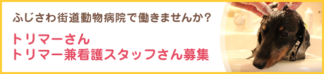 ふじさわ街道動物病院で働きませんか? トリマー兼看護師募集