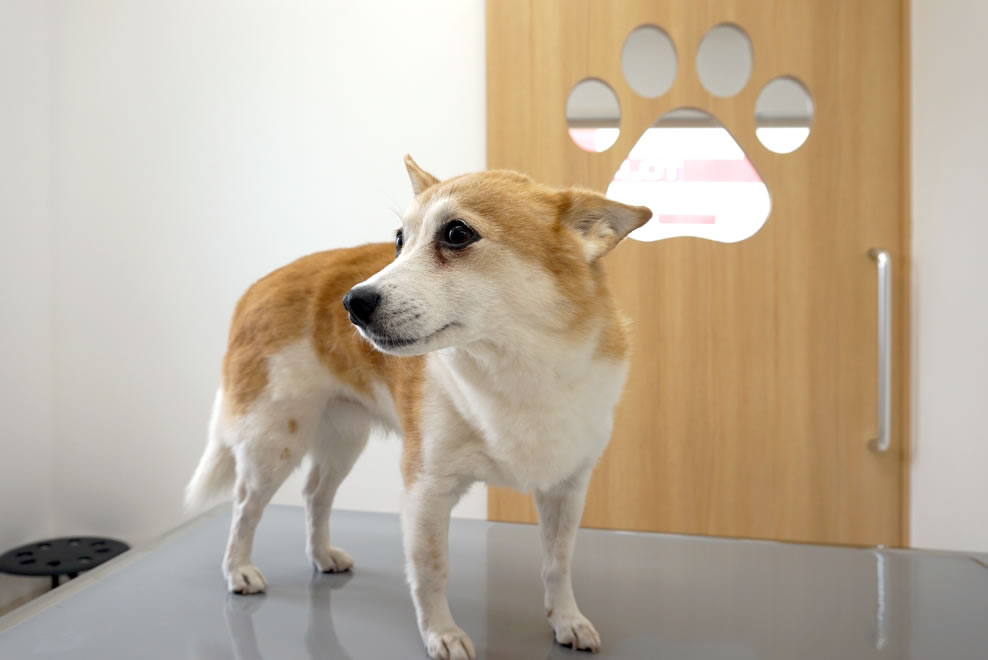 院長の愛犬も毎日出勤しています